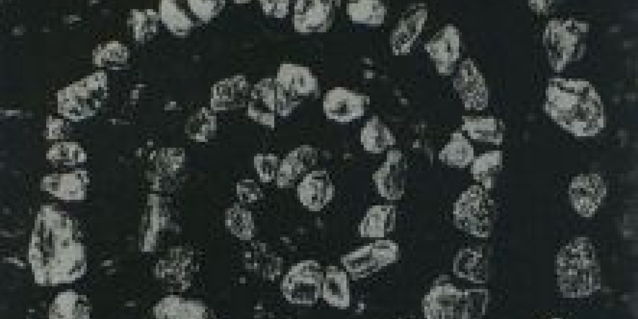 "Jardim Zen II" Isabel Pyrrait, Projecto de Interc&acirc;mbio entre Associa&ccedil;&otilde;es