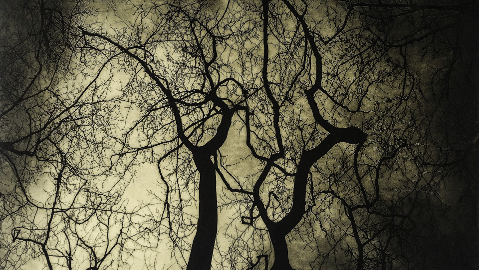 Anoitecer no bosque &middot; 2026