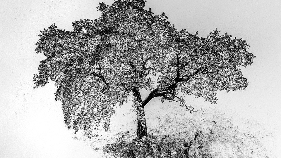 &Aacute;rvore do tempo