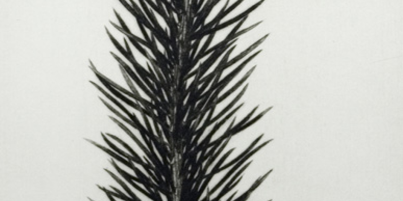 Exposi&ccedil;&atilde;o Naoji Ishiyama