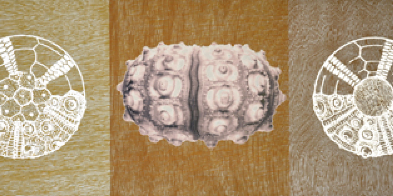 "Phyllacantus Imperialis II", Exposi&ccedil;&atilde;o Paulo Louren&ccedil;o