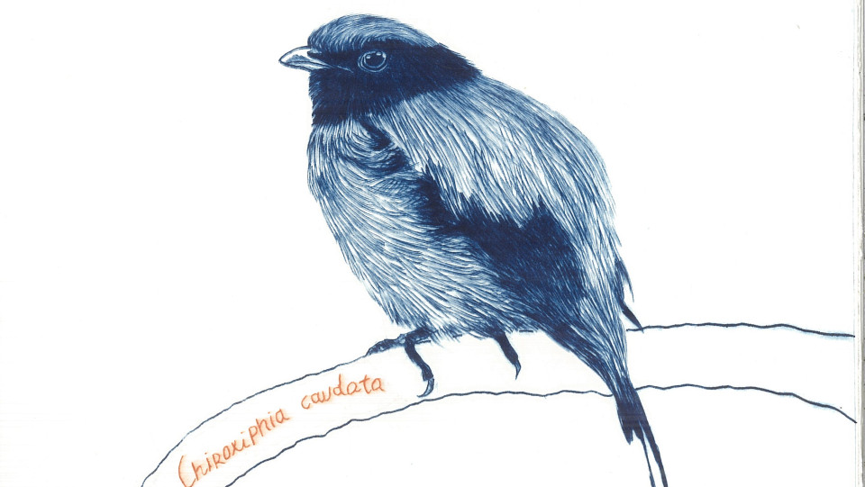 Birdwatching II &middot; 2022