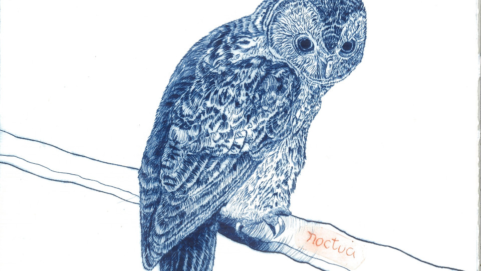 Birdwatching IV &middot; 2023