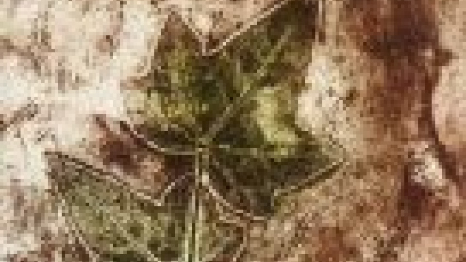 Teresa Pato &middot; -0001