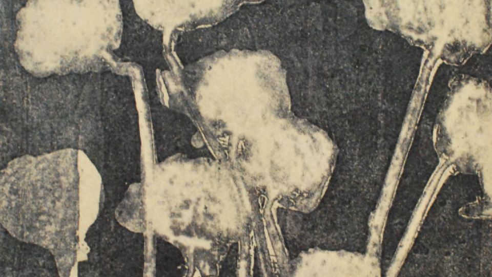 Rosas &middot; água-forte, água tinta e verniz mole &middot; 2009 &middot; 20,0x20,0cm